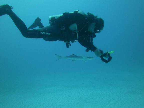 Rêmora nada próxima da Ana em mergulho em Playa del Carmen, no litoral do Yucatán, no México